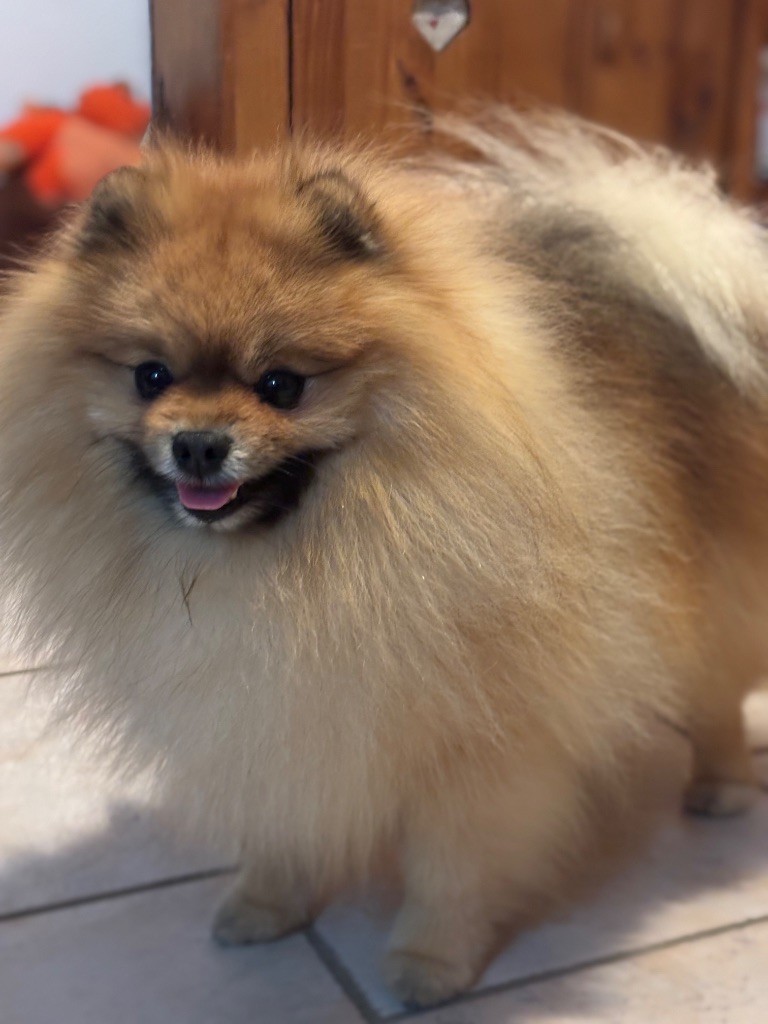 CH. Royal Fluffy Paddington