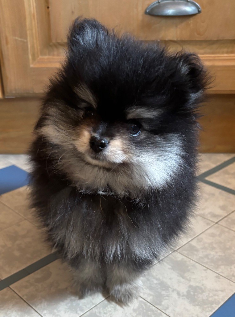 Des Petits Lions D’Or - Chiots disponibles - Spitz allemand