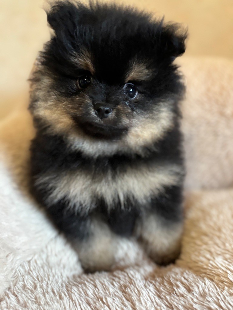 Des Petits Lions D’Or - Chiots disponibles - Spitz allemand